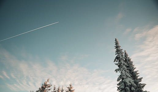 pine tree under blue sky thumbnail
