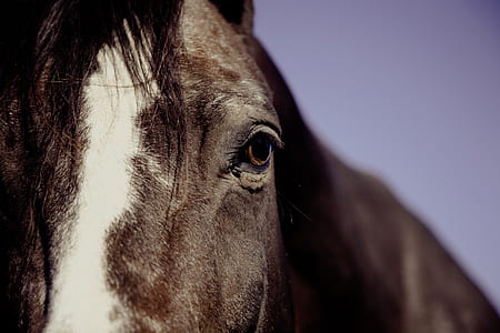 brown and white horse thumbnail
