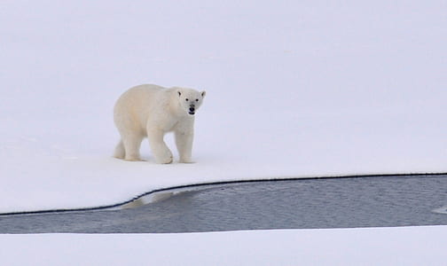 White Polar Bear on White Snowy Field Near Canal during Daytime thumbnail