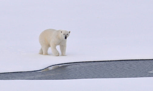 white polar bear on snow near body of water thumbnail
