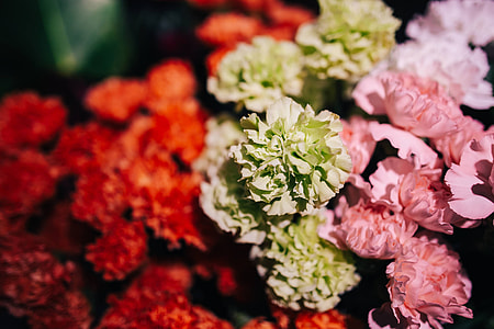 Close-ups of flowers and plants thumbnail