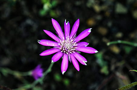 purple petaled flower closeup photography thumbnail