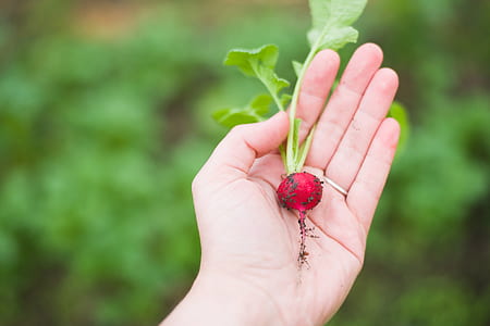 selective focus photography of person holding vegetable thumbnail