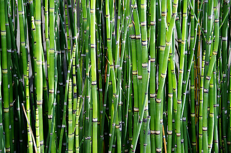 photographed of bamboos thumbnail