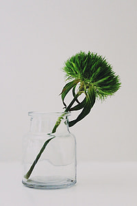 green plant on clear glass vase thumbnail
