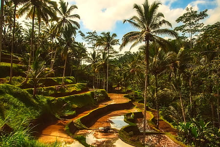 mountain hill rice field with coconut palm tree at daytime thumbnail