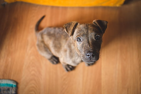 brindle and black American pit bull terrier puppy thumbnail