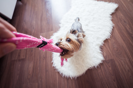 Funny Playing With Yorkie Dog at Home thumbnail