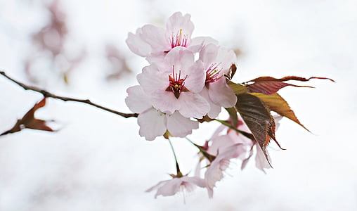 pink and white cherry blossoms thumbnail