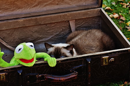 siamese cat on box thumbnail