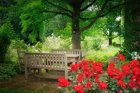 red geraniums beside brown wooden patio set thumbnail