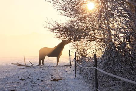 horse near tree thumbnail