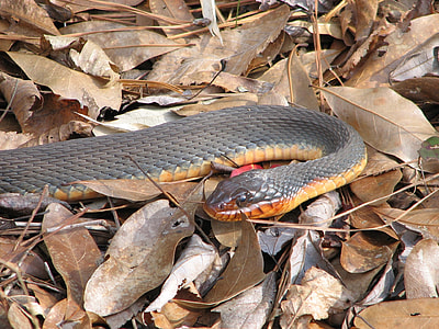 Red Bellied Watersnake, Nonvenomous thumbnail