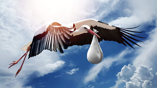 white and black bird holding white textile illustration thumbnail