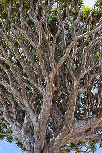 Canary Island Dragon Tree, Dragon Tree thumbnail