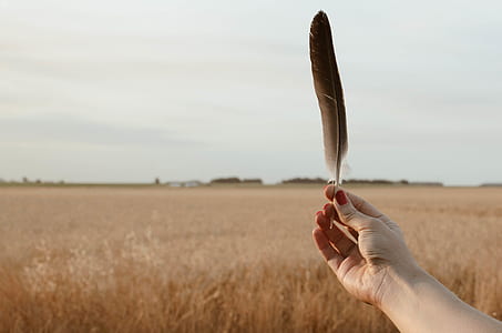 person holding black feather at daytime thumbnail
