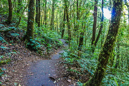 Green Leaf Trees thumbnail