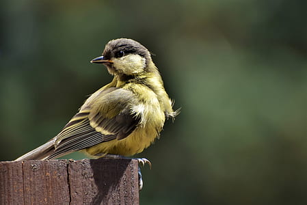 shallow focus photography of green and gray bird thumbnail