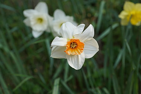selective focus photography of white and orange daffodil flower in bloom thumbnail
