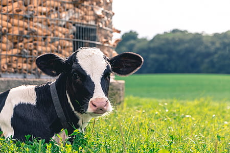 cow lying on green grass thumbnail