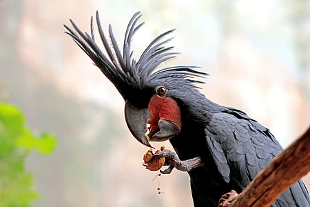 black cockatoo on brown wooden branch thumbnail