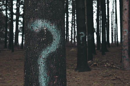 white question marks painted on forest tree trunks thumbnail