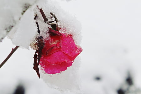 pink petaled flower covered with ice in selective focus photography thumbnail