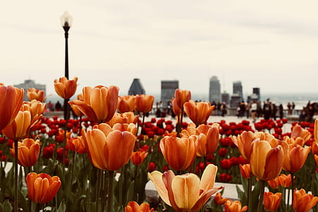 Close-Up Photo of Orange Tulips thumbnail