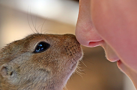 Boy and African Ground Squirrel touching Noses thumbnail