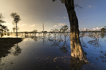 trees on swamp landscape photography at daytime thumbnail