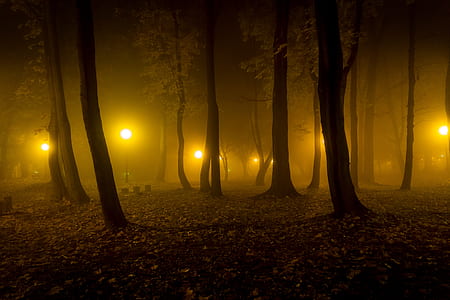 street light surrounded by trees thumbnail