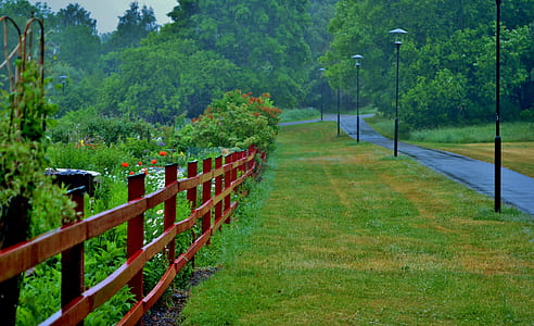 photo of gray pave road surrounded by tall trees thumbnail