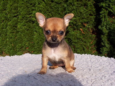 brown and black Chihuahua puppy thumbnail