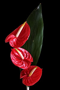 lace leaf floer thumbnail