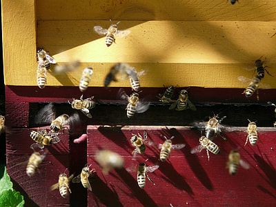 honey bees near brood thumbnail