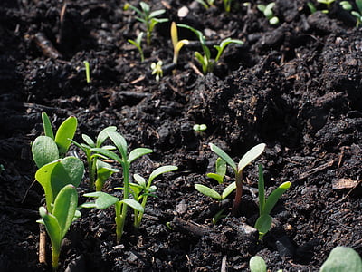 green plant leaves thumbnail