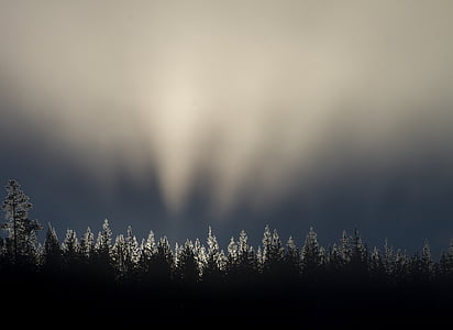 trees under gray sky thumbnail