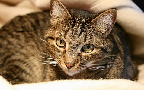 brown tabby cat lying on white bed thumbnail