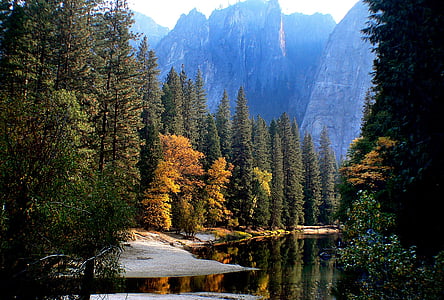 green trees thumbnail