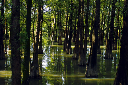 Water, Woods thumbnail