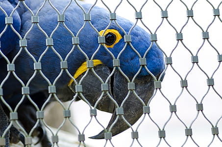 Blue Parrot thumbnail