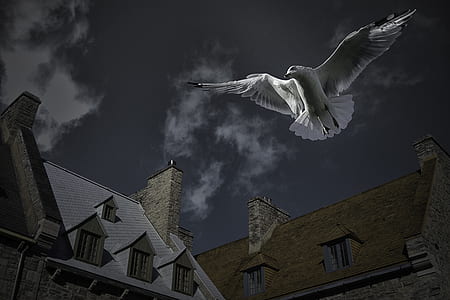 white bird flying near houses thumbnail