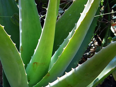 closeup photo of green aloe vera plant thumbnail