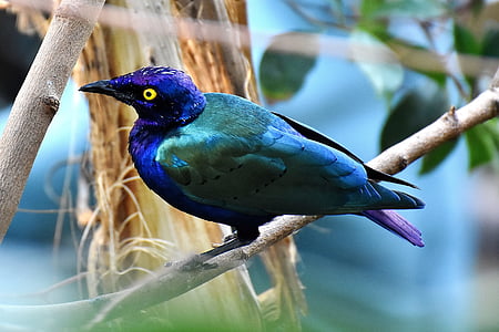 blue and green feathered bird on brown tree branch thumbnail