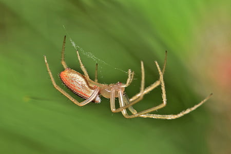 macro photography of brown spider on web thumbnail