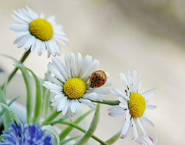 orange ladybug on daisy flower thumbnail