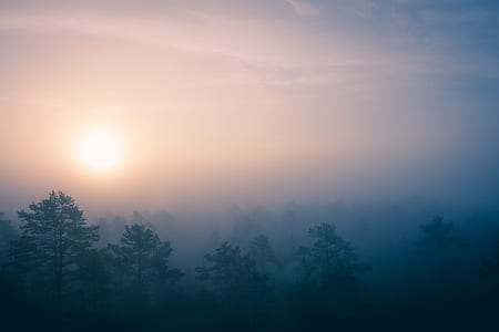 green trees covered with fog during sunrise thumbnail