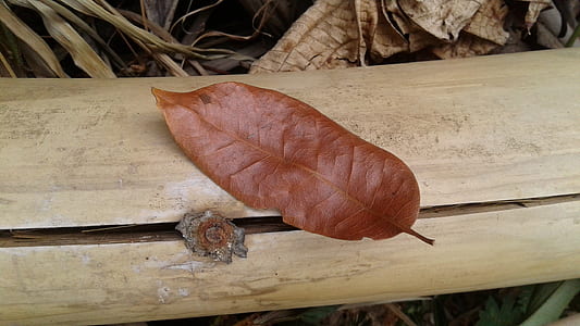 Brown Leaf on Brown Bamboo thumbnail