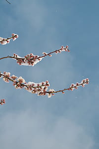 low angle photography of flower buds under white clouds at daytime thumbnail