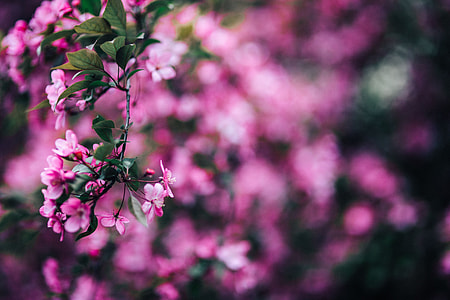 Lovely pink flowers blooming from the tree branches thumbnail